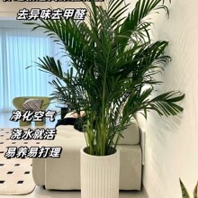 ���FҬ�Ӵ��;Gֲ�����҃ȿ͏d�k���Һ��Bֲ���ļ��������ȩ���w