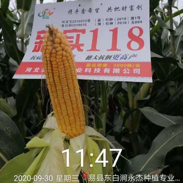 Xin Shi 118 Corn Seeds Hybrid Corn Seeds Wholesale General Agricultural Hybrid Seeds