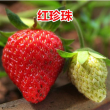 九香草莓苗盆栽四季奶油草莓苗红颜章姬南北方阳台种植四季结果