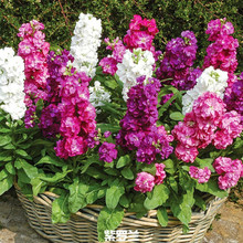 �M�����_�m�N��ʳ�û�����ˮԭ����ζ�����ﲥ�紺�����Ե����