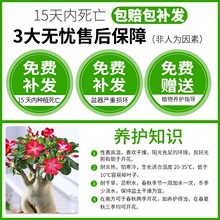 沙漠玫瑰盆栽花卉植物室内花苗重瓣带花老桩四季开花好养易活绿植