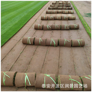 Bentgrass Lawn Prices Golf Course Lawn Varieties Garden Plants Villa Lawn