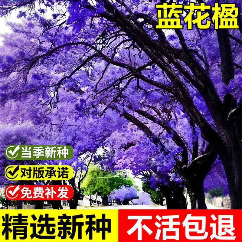 当年新采蓝花楹种子蓝雾树紫云木红花楹凤凰木庭院别墅行道绿化树