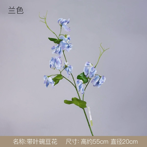 Orchid