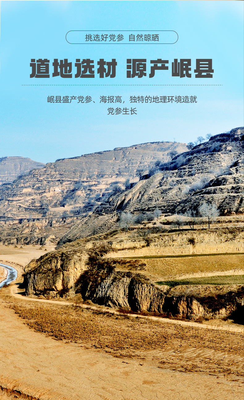 Dang Shen Codonopsis Root Slices Cut Segments Gansu Minxian Herbal Decoction Pieces specifications