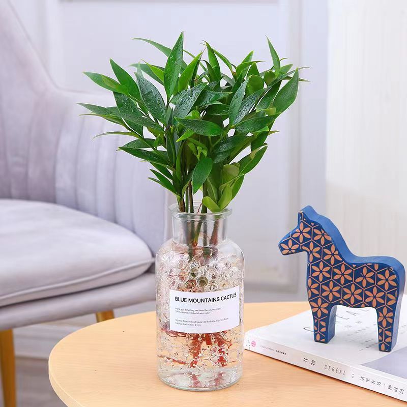 엄선된 대형 모기퇴치대나무 10그루(작은 향기유리병+수정머드) + 영양액