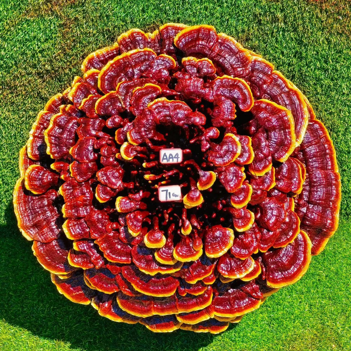 Large Purple Reishi Mushroom Display Piece 95cm Ling Zhi Ornamental Bonsai for Home and Entryway overview