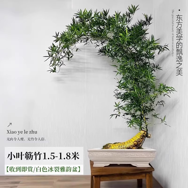 【带根老桩】A+级精品造型小叶簕竹1.5-1.8m【白冰裂雅韵盆】