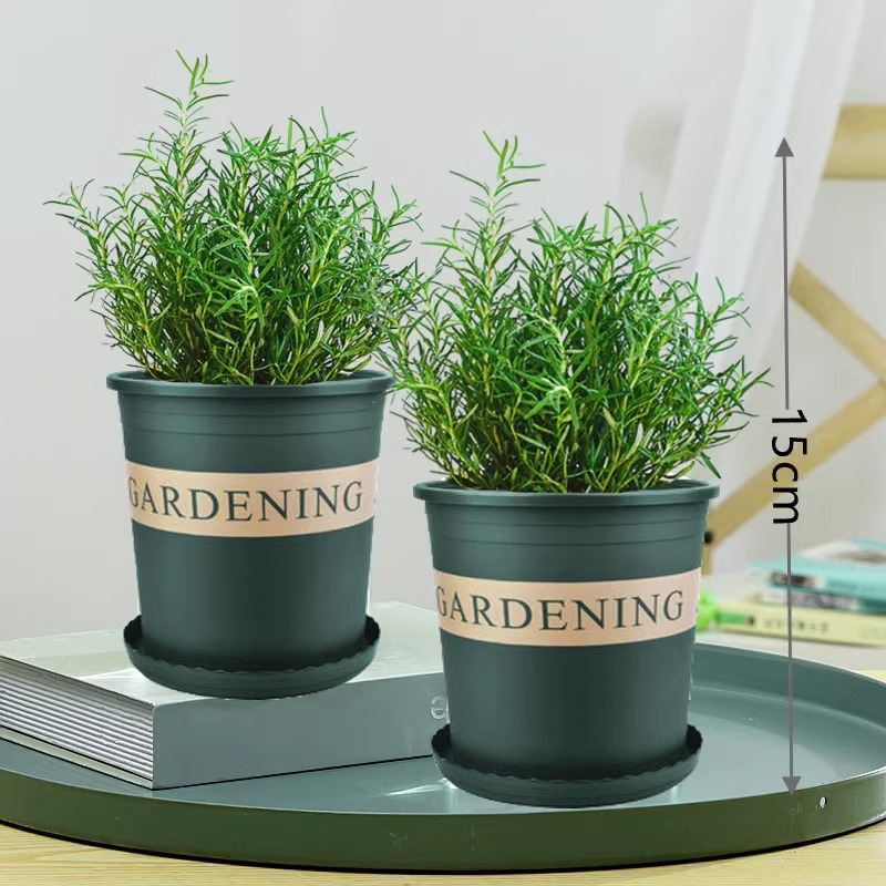 [화분 2개 특가] 식용등급 로즈마리 중모(갤런 화분) + 영양액 2