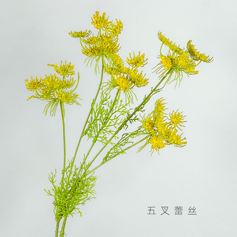 노란색 5갈래 레이스 꽃