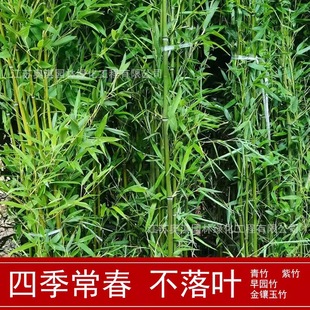 Supply Green Bamboo, Light Bamboo, Early Garden Bamboo, Stiff Bamboo, Gold Inlaid Jade Bamboo and Other Bamboo