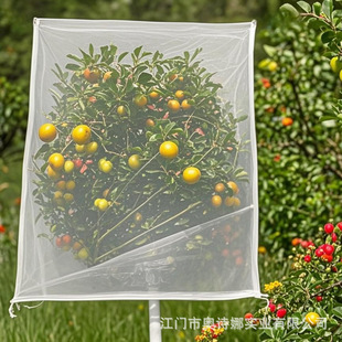 10*10ft  ����@ˇ�W���÷��B�߲�ˮ����ľ���o�Wֲ������x�W