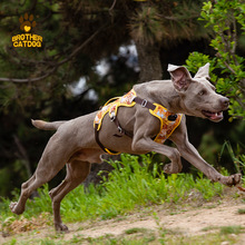 �¿��ر������R�d���u����Ó��ܛ���mҹ�g���⹷�������l������Ʒ