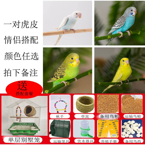 A pair of tiger leather [selection of color]+single -layer villa cage+grass nest+autumn thousand+big gift package