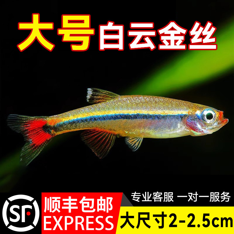 White Cloud Goldfish, Cold-Water Small Native Fish, Tang Fish, Non-Heated Ornamental Freshwater Fish, Hardy Red-Tailed Light Fish, Sf Express