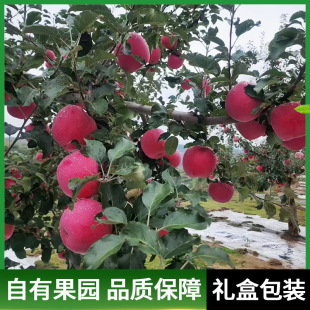 �t��ʿ�O�����������r��Ʒˮ�������������ĳ�ƽ����̨