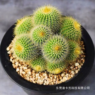 ���Ⱥ�����^�������z���_��Ⱥ���������҃����k�������Է�ݗ��