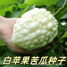 白苹果苦瓜种子台湾苹果苦瓜种苗生吃不苦甘甜蔬菜疙瘩水果苦瓜种