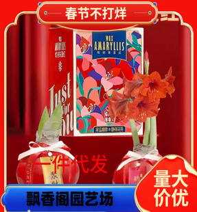 Dutch Extra-Large Amaryllis Bulbs, Double-Petaled Extra-Large Bulbs, Potted Indoor Balcony Florals, Four-Season Garden Plant Manufacturers