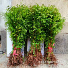 ˮɼ���� ɼ���� �ɼС��������G��ͥԺ�е����ϱ����Nֲ