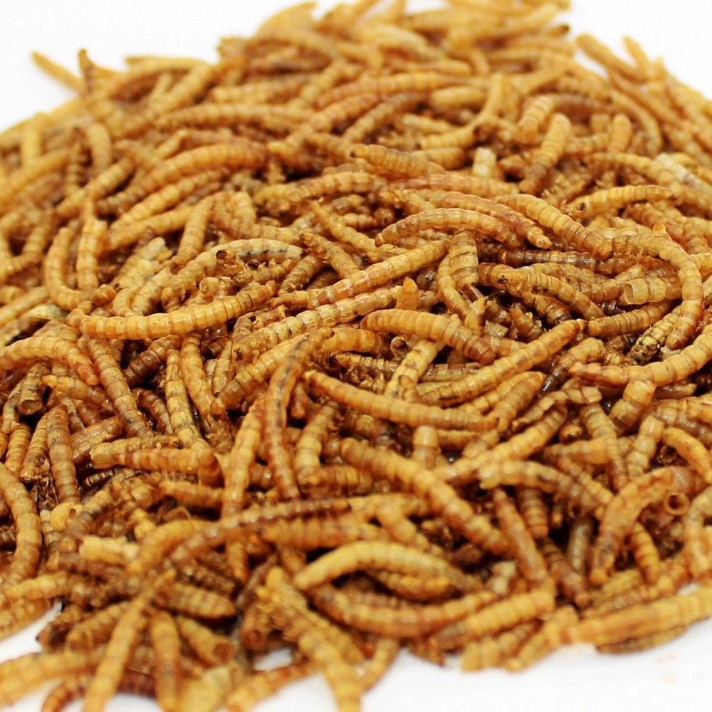 Хлеб червь сухой хомяк еда попугай Скворец птица еда еж Дракон рыба черепаха закуски еда Золотой медведь основные продукты питания