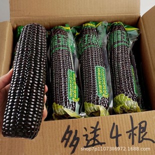 2024��|������������b��Ŵ�׬Fժ��ճŴ���׷Ǽ�ʳ���l