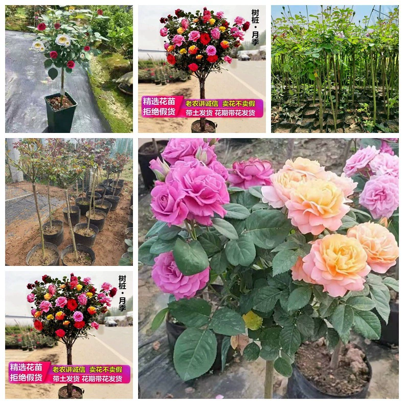 Леденец многоцветное дерево лунное Дерево Роза большой цветок Роза пень Роза четыре сезона цветение сад цветы в горшке