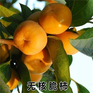 �޽ӟo�˷���������J���Ә���t���Ә��������ͥԺ�ϱ�������