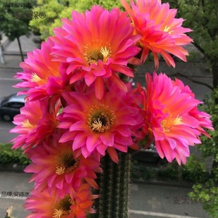 �_��������ë�����ʲݽ�~�w�����������Դ�Ʒ�N��������̫��