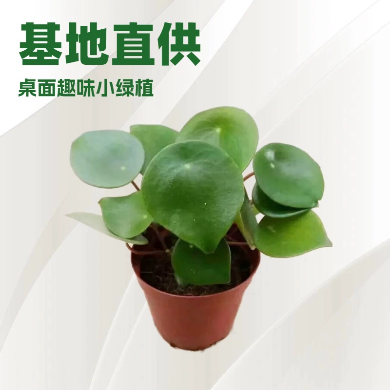 Прямые поставки с базы, маленькие растения в горшках для офиса и домашнего рабочего стола, листья зеленого боба, листья лотоса, нефрит 90. # Оптовые поставки зелени и цветов