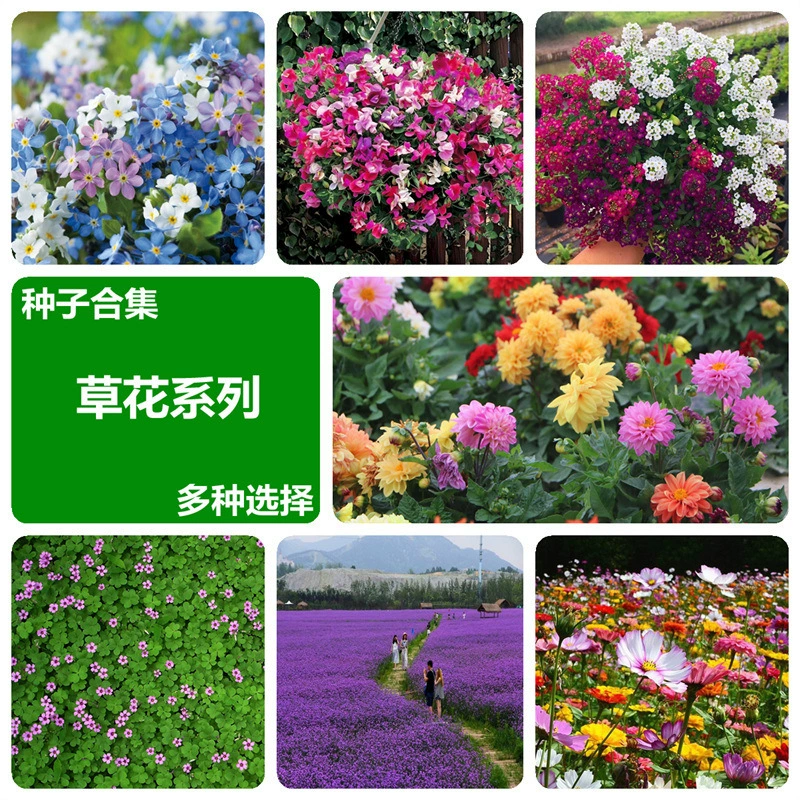 Семена цветов посевные и цветущие в любое время года. Маленькие ромашки и семена подсолнечника легко выращивать в комнатных и уличных горшках с двуцветными подсолнухами.