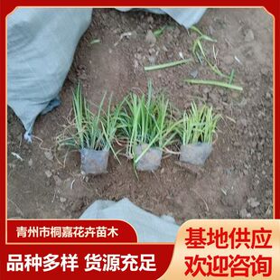 ���Թ�����ͥԺ�@�־G����ƺֲ������������������l