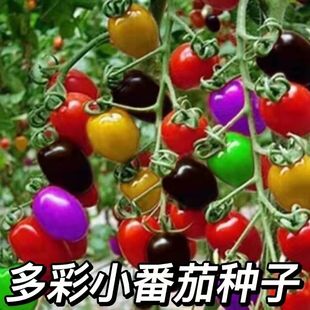 СѷNǧ}Ų̊ˮ߲˶ʷѷN