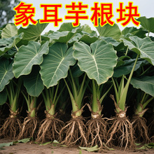 Ұ;Gֲ͏d̨~ͥԺ~ֲFڬFl