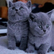 蓝猫宠物猫咪活体英短蓝猫幼崽健康幼猫可以视频挑选自取宠物代发