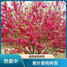 ~ҘͥԺ^pһt~Ҙ乤̾GľeL