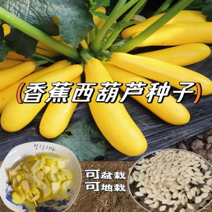 �㽶�����J�N���ͺ������ļ������̨�Ϲ��߲˷N��ˮ�������ϷN��