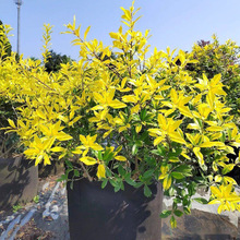 黄金枸骨盆栽金叶狭冠冬青花镜低维护搭配金叶灌木植物耐寒热常绿