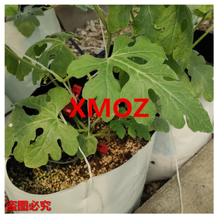 �F؛ ��ʽ�ڰ��L�l�Nֲ�� ��ݮ�I�B��Ҭ�����|����� ���|����