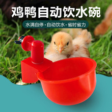鸡水碗 家禽自动饮水碗 自动鸡饮水机鸡饮水杯