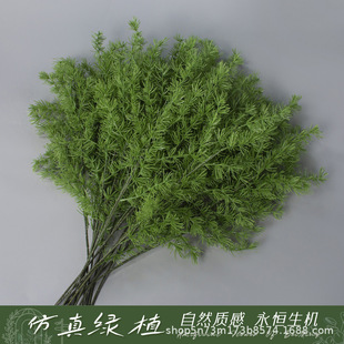 ������ᘡ�����Gֲɭϵ��c�b��쾰�̈������W�t�������쾰��