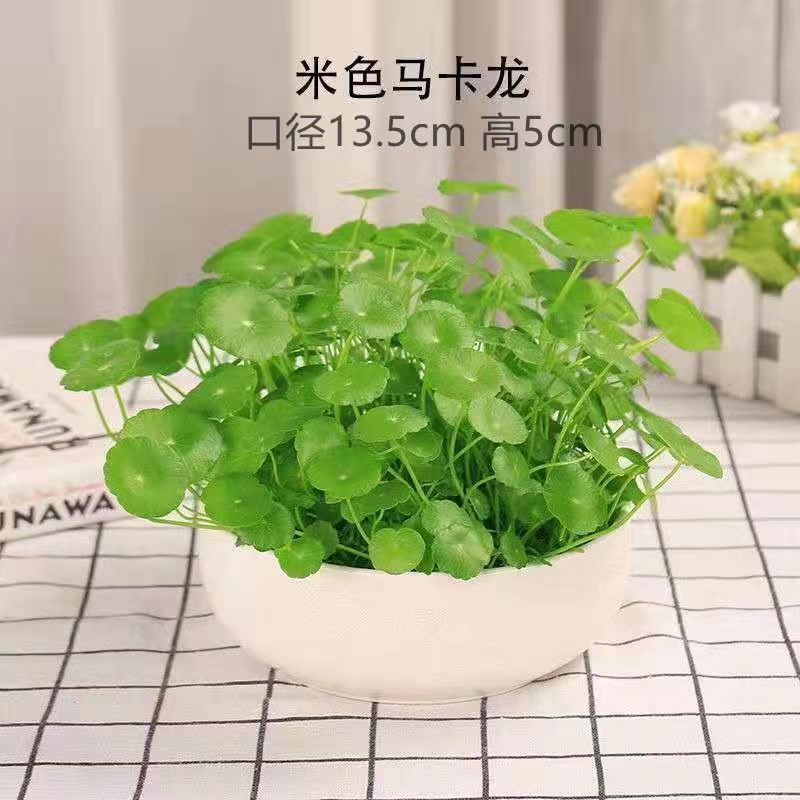 패키지 베이지 세라믹 화분 + 잎이 있는 동화풀 + 입상 비료