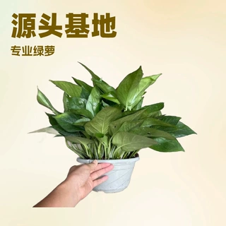 基地直供观赏绿植青叶绿萝吊兰A180吸甲醛源头绿化桌面小盆栽批发