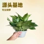 源头绿化观赏青叶吊兰