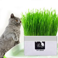 Cat grass lazy person soilless wheat seed promote digestion remove hair ball cat snack digest hair grass nutrition soil bag