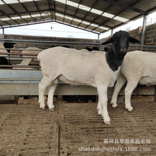 大量出售 杜泊绵羊 杜泊绵羊种羊繁育场 白头杜泊羊