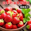 [E -commerce purchase] Cream strawberry seeds fruit seed seed seed seed seed seedlings family spring, autumn and winter potted grass