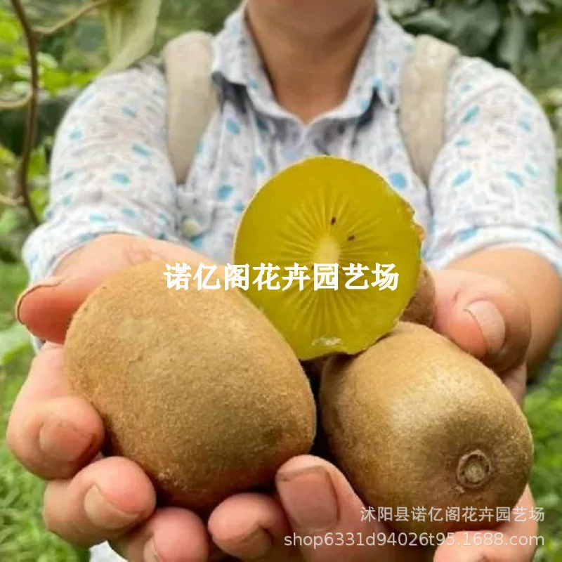 Аутентичные привитые Jinyan Kiwifruit Seedling Новый сорт Супер сладкий двор Виноградная лоза Посадка фруктовых деревьев на юге и севере
