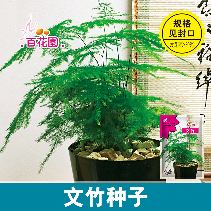 文竹种子四季易活室外阳台庭院花卉盆栽常绿花草植物观叶易种种籽