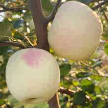 陝西紅富士蘋果脆甜可口24裝新鮮洛川蘋果批發水果整箱當季水果